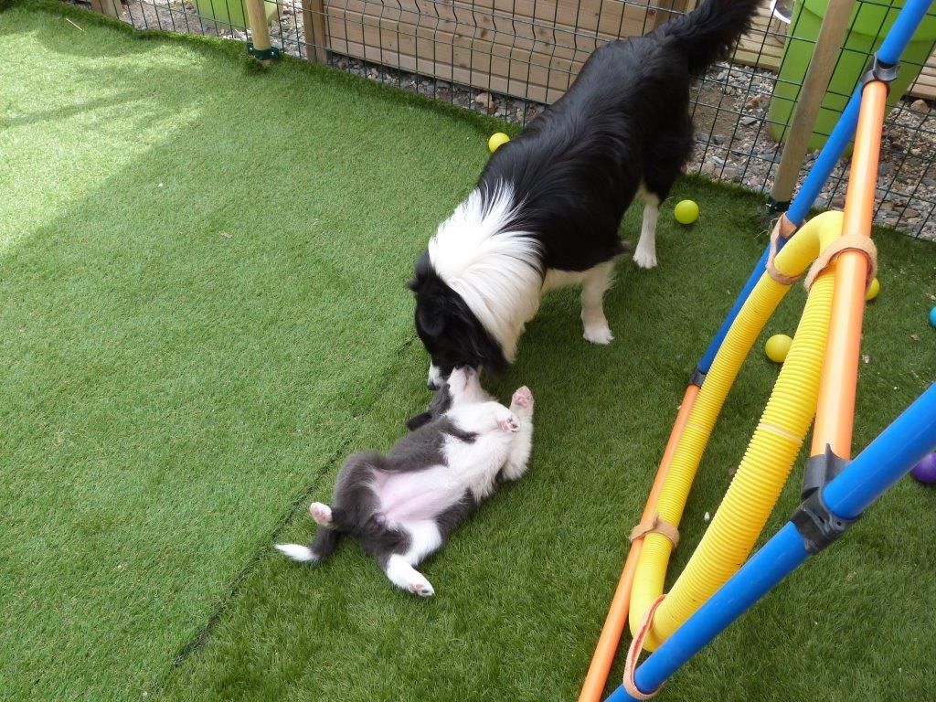 CHIOTS
